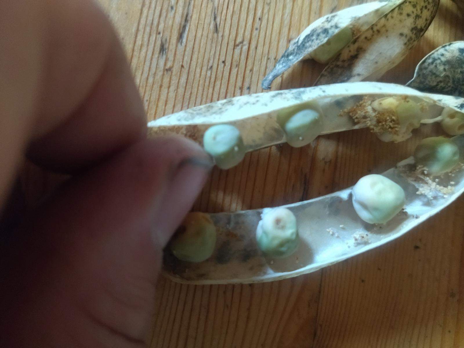 Strączek grochu ze śladami żerowania robaka